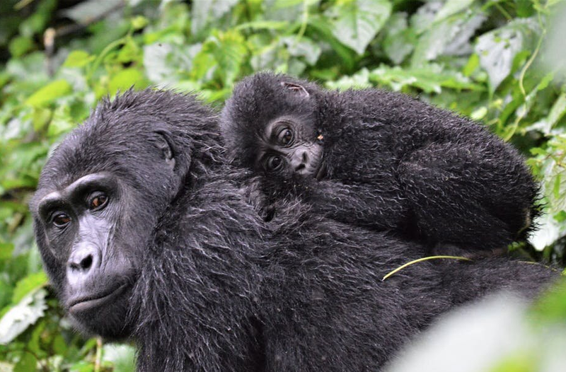 gorillas-uganda.png