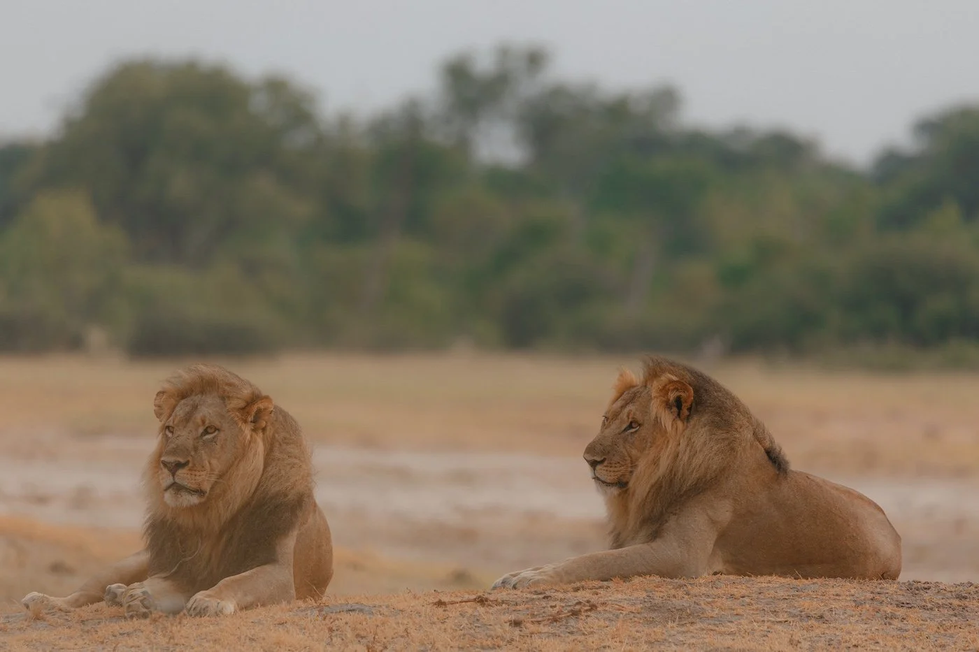 Lion Brothers in Zimbabwe