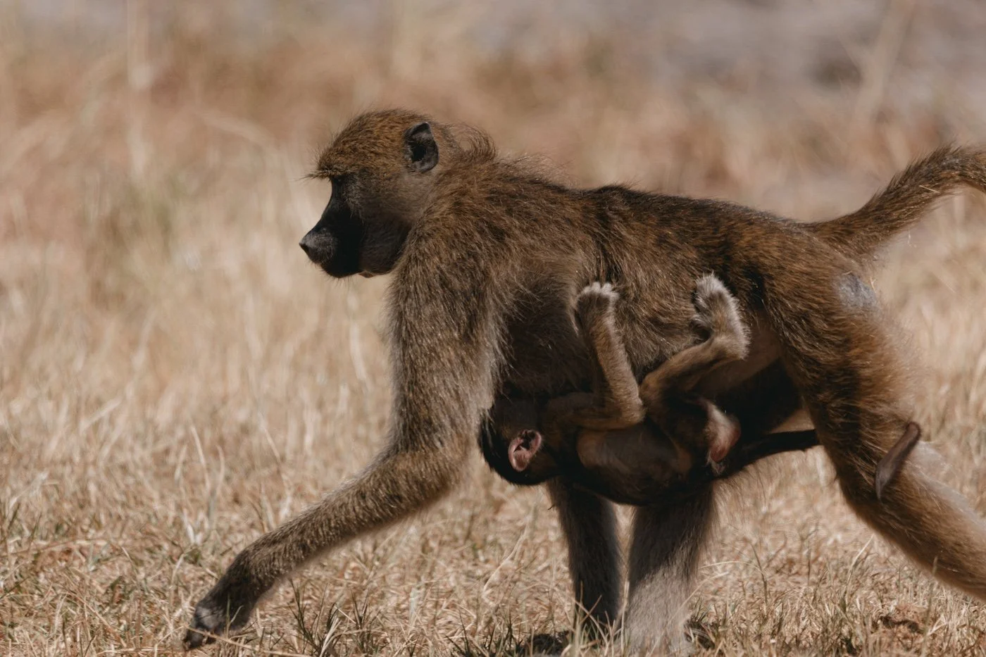 Baboon-Botswana-SOLE RETREAT.jpeg