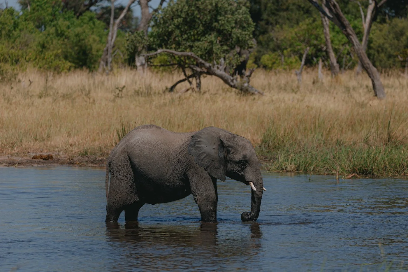 elephant-Botswana-SOLE Retreat.jpeg