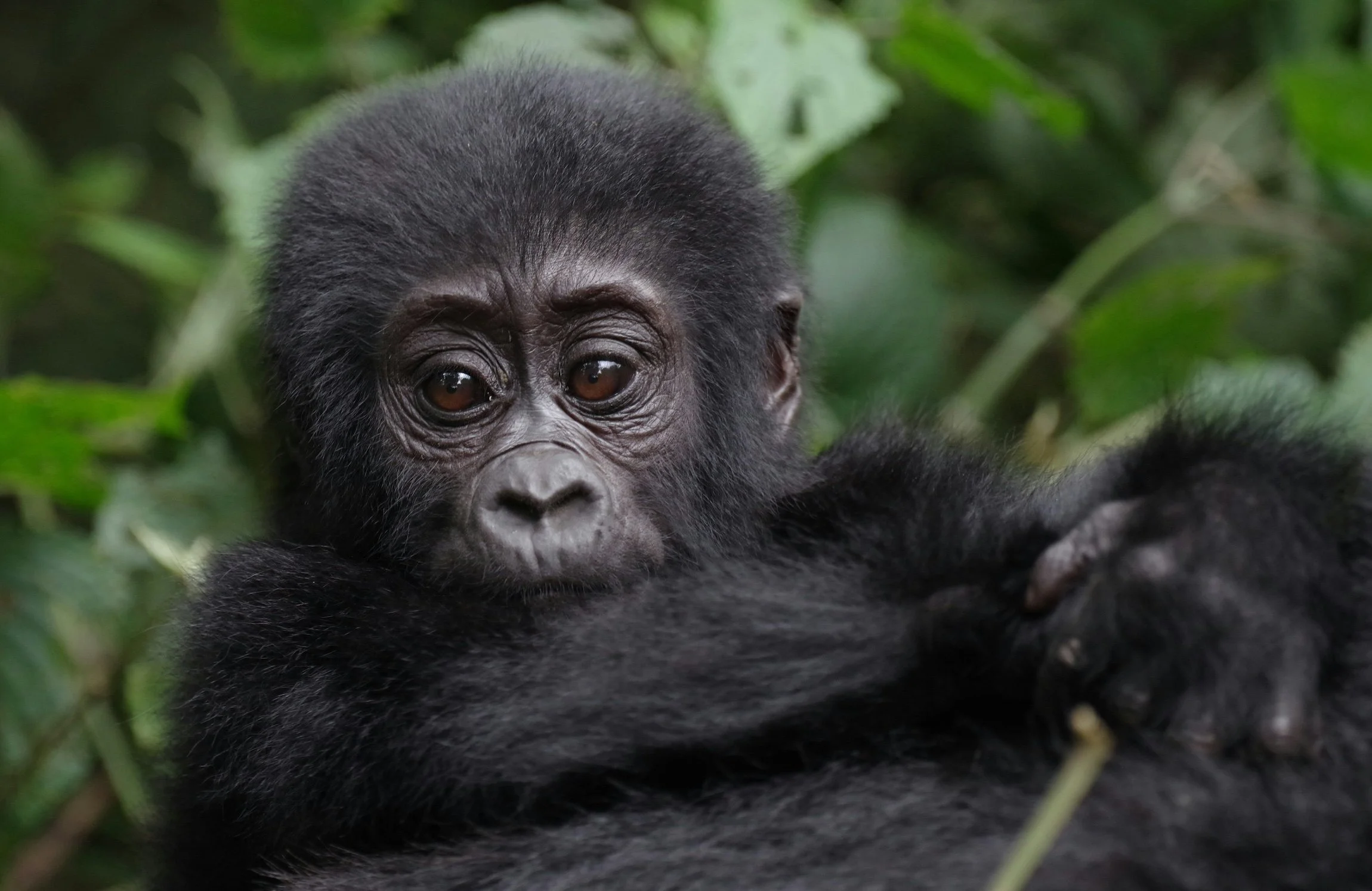 Uganda-BabyGorilla.jpg