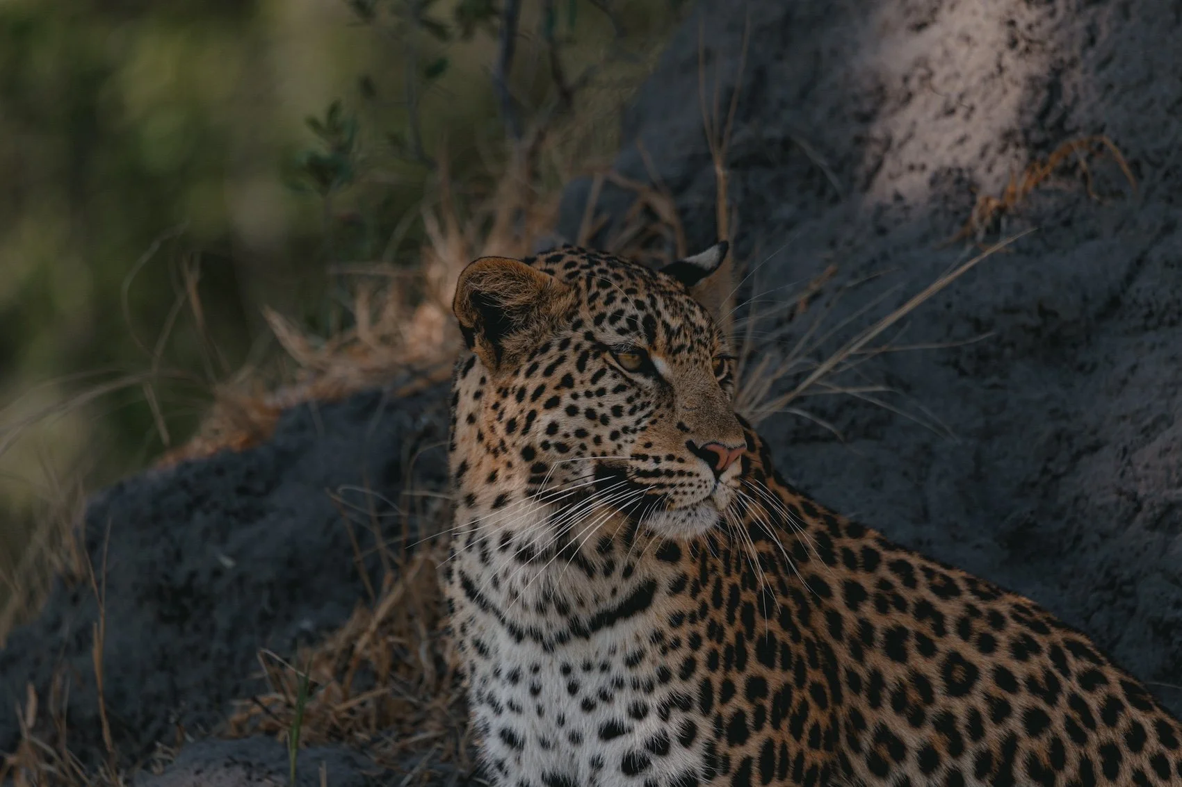 Botswana-Leopard-SOLE.jpeg