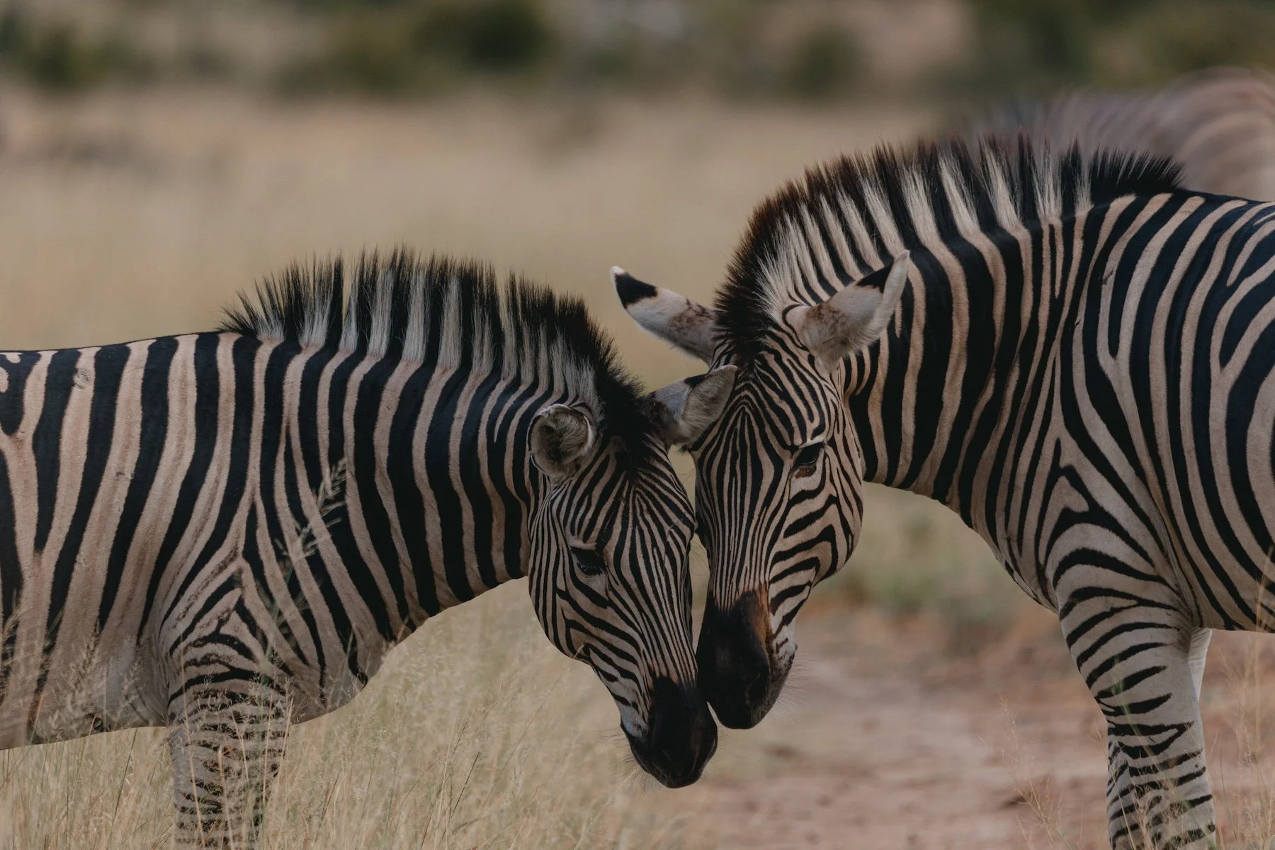 Gorgeous Wildlife in Zimbabwe