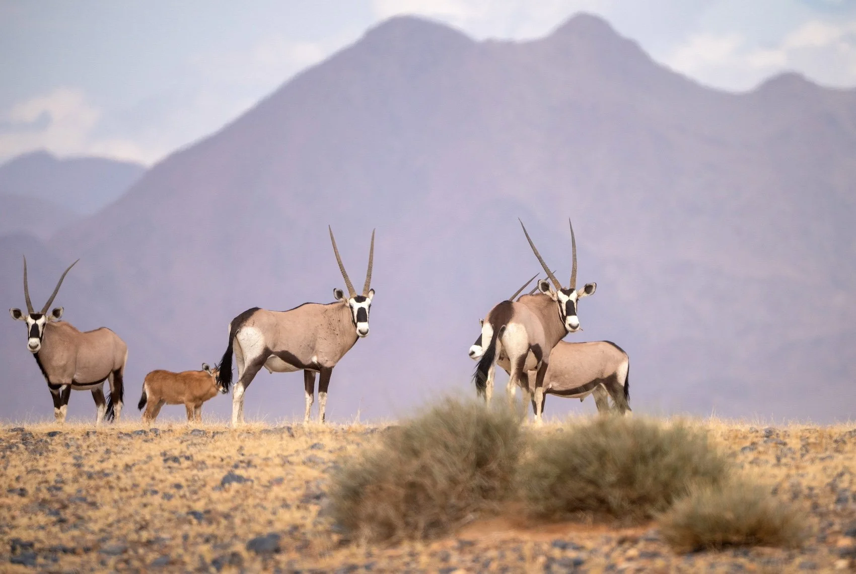 Oryx-Namibia-SOLE HOLIDAYS.jpeg