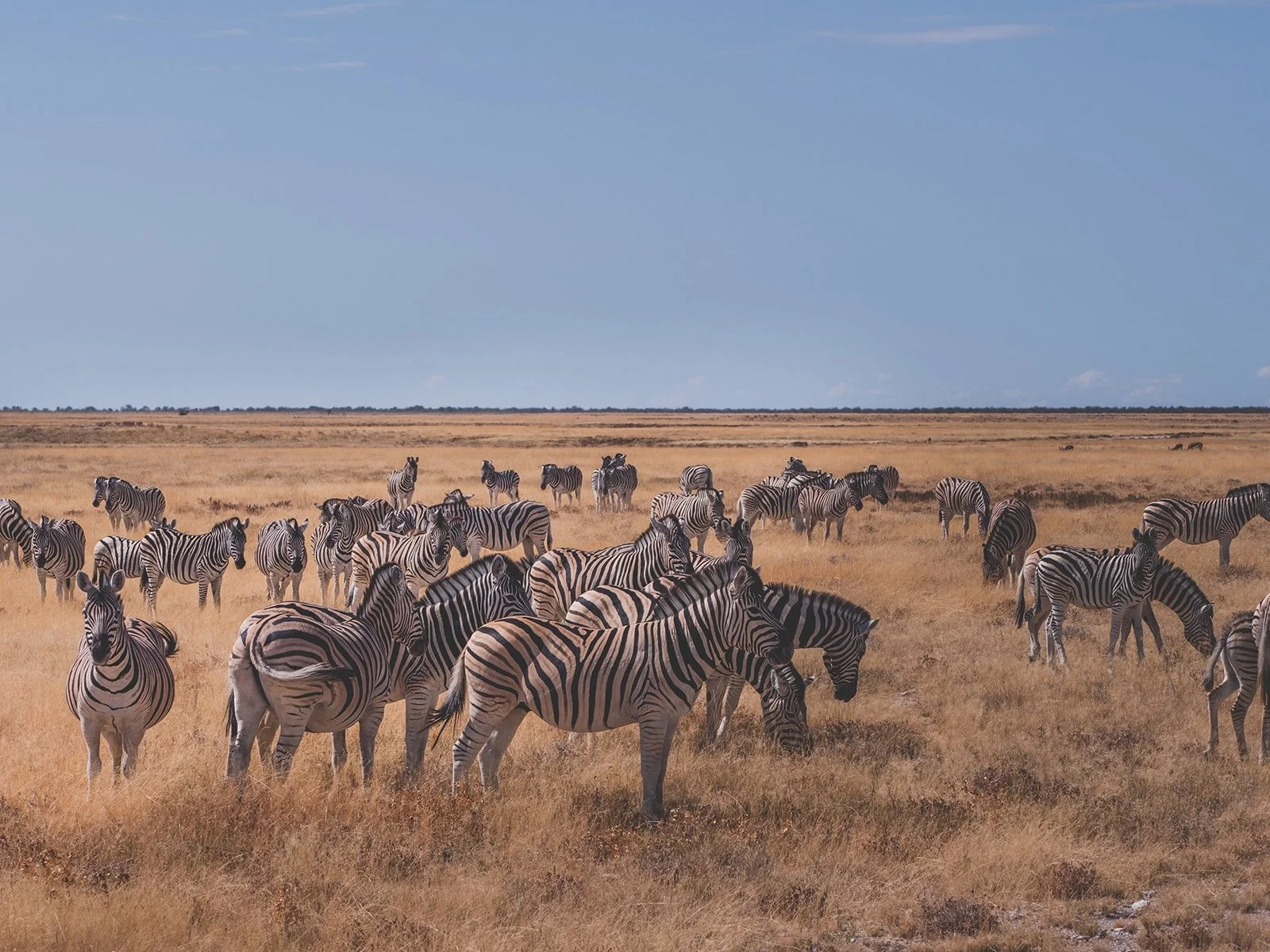 SOLE HOLIDAYS Namibia Retreat-Zebra.jpeg