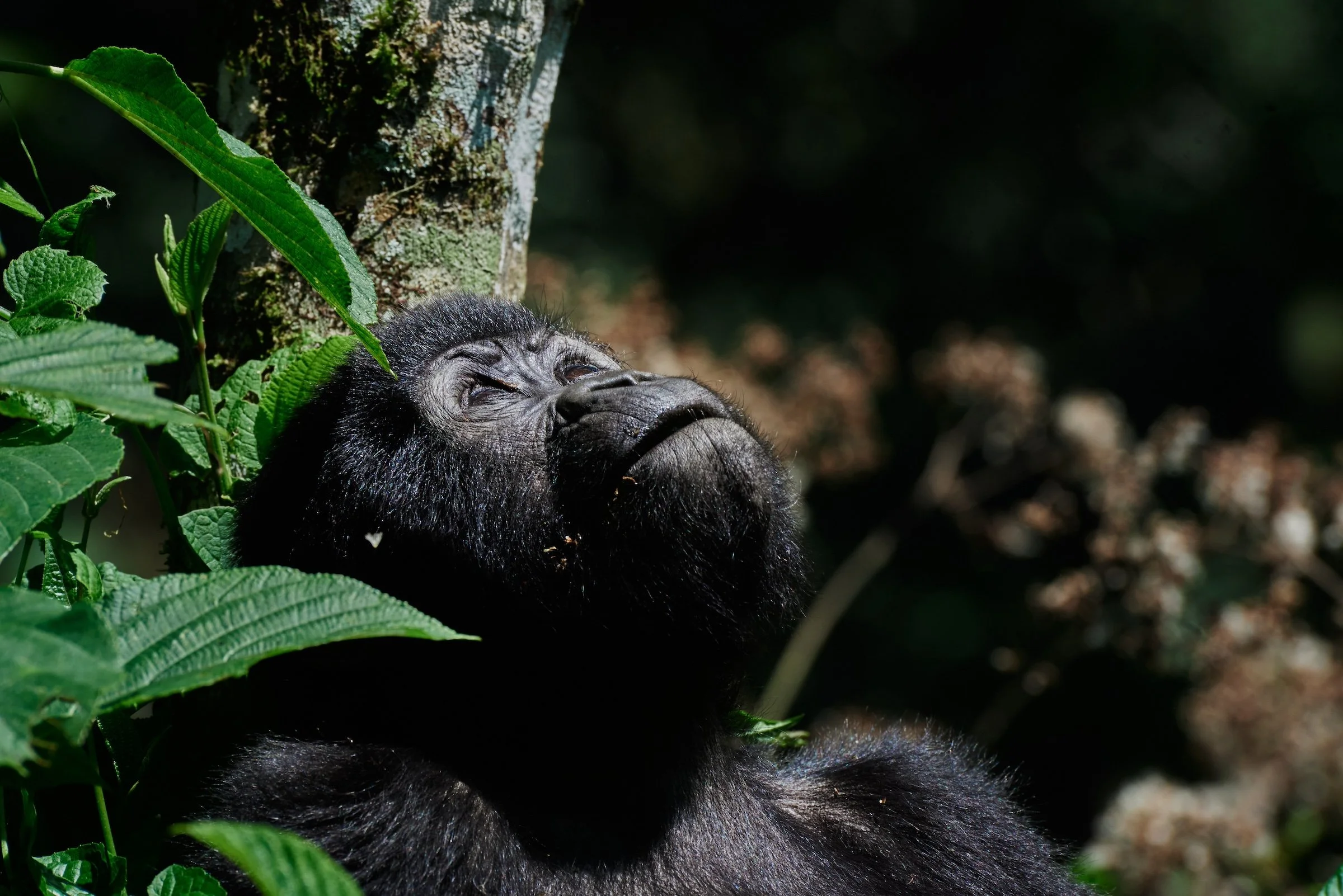 Gorilla Looking Up.jpeg