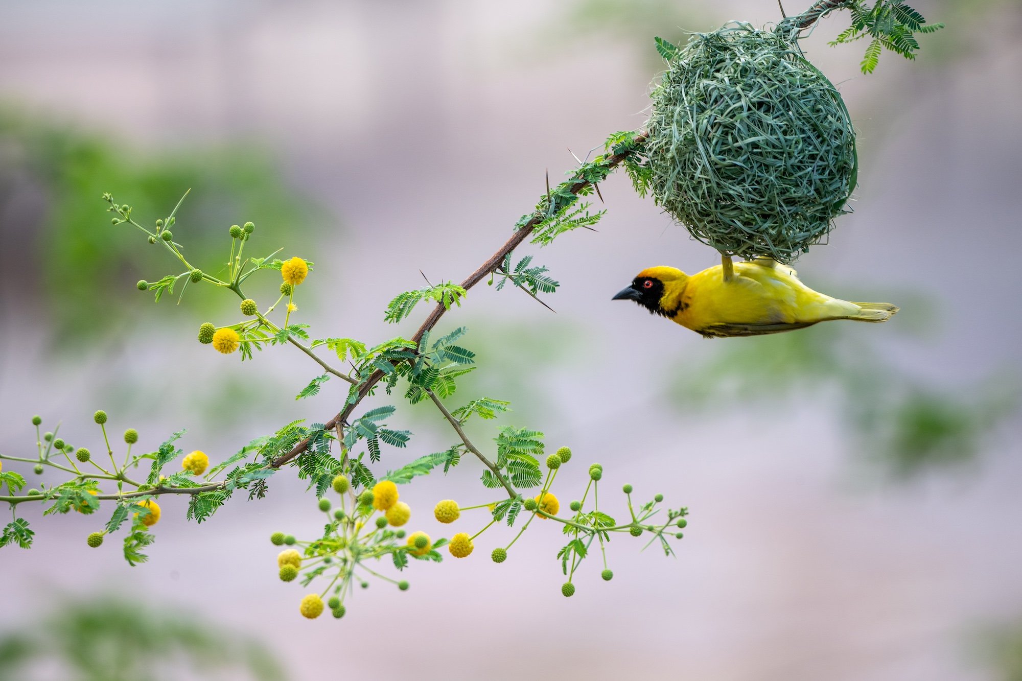 masked Weaver-Namibia.jpeg