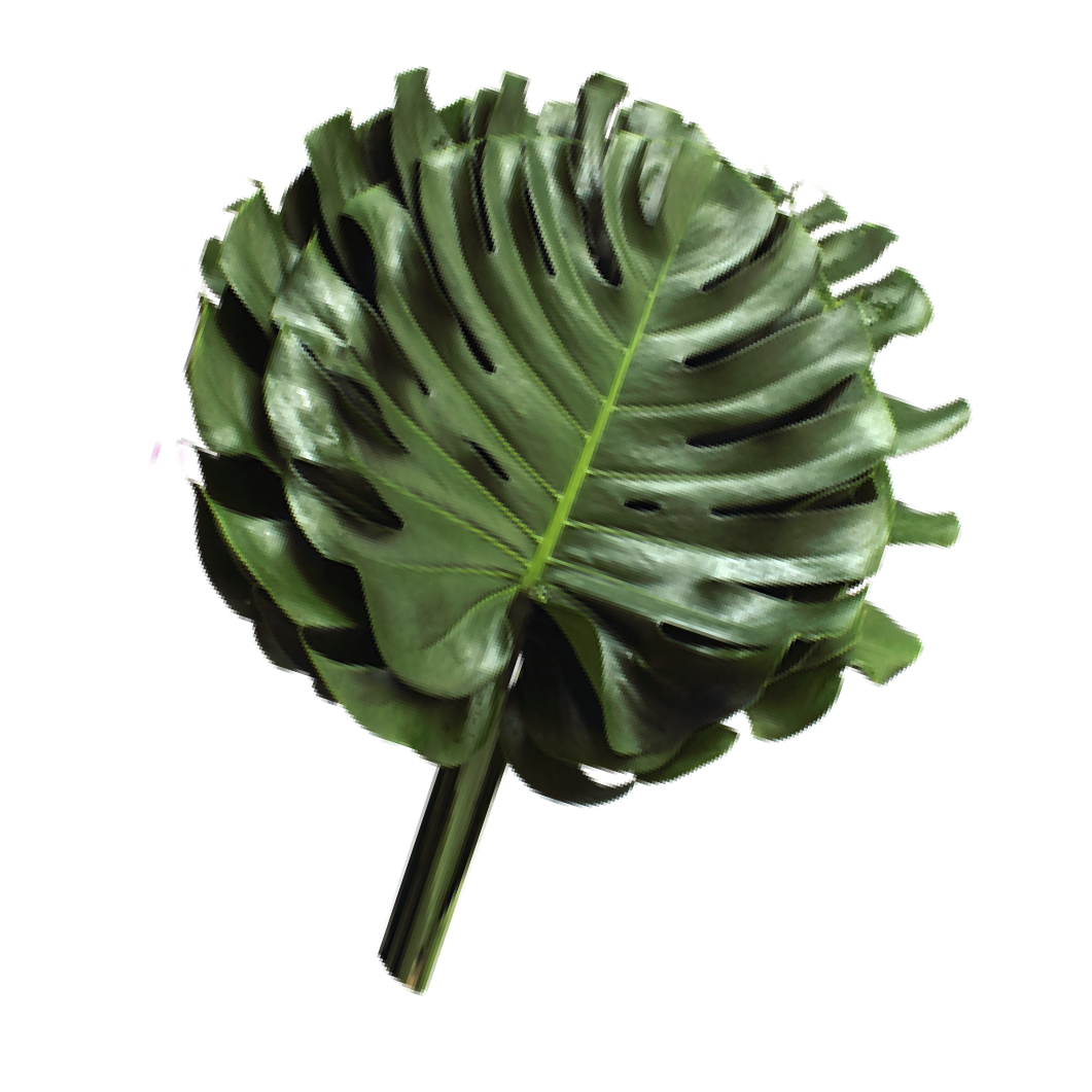 Monstera .png