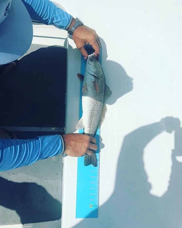 Be sure you know how to measure your fish the correct way!  And don&rsquo;t forget to take a picture today! #fishingtournament #borrachopescador #casting4acure #itsfinallyhere