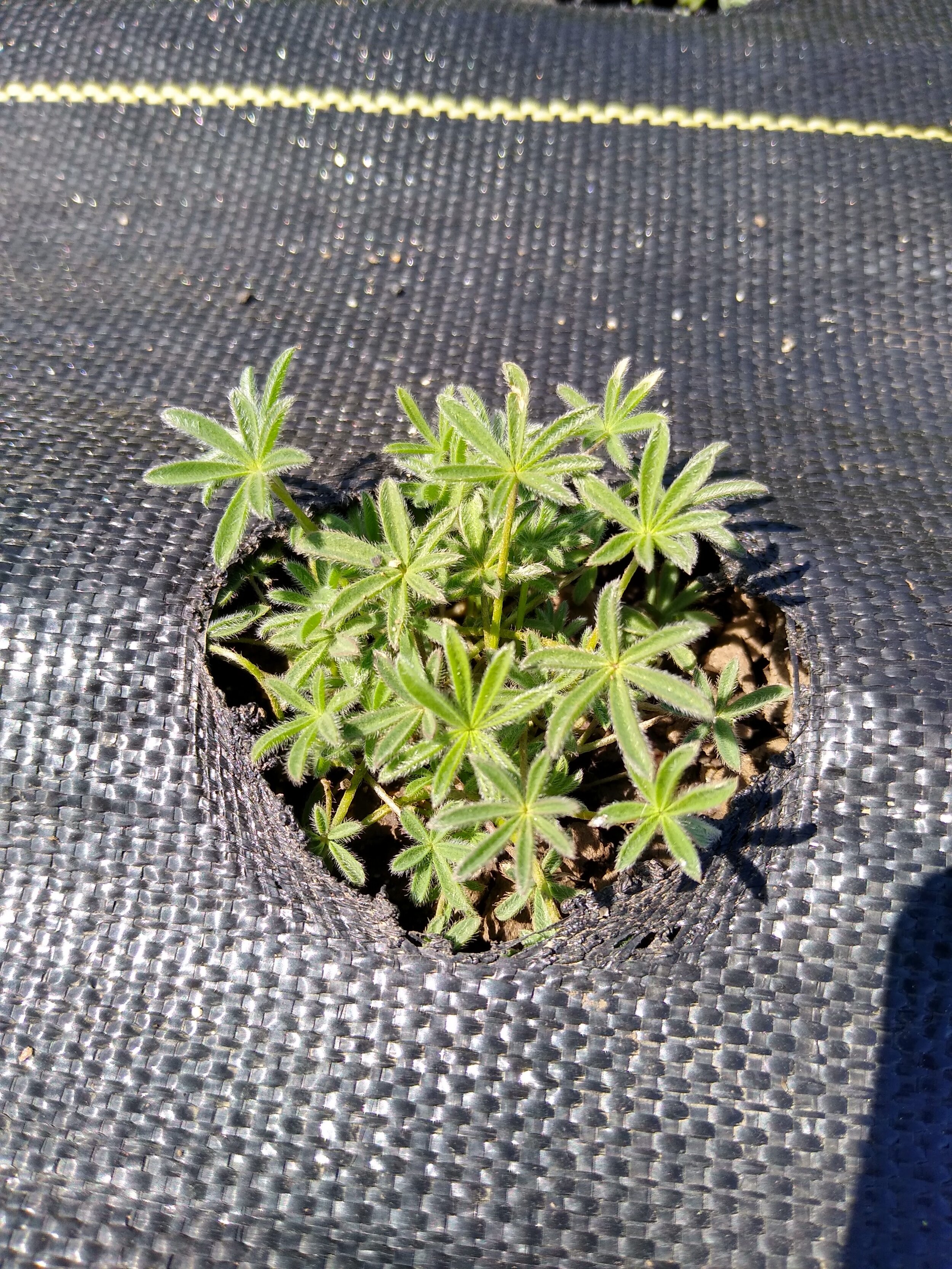 Young Lupinus bicolor