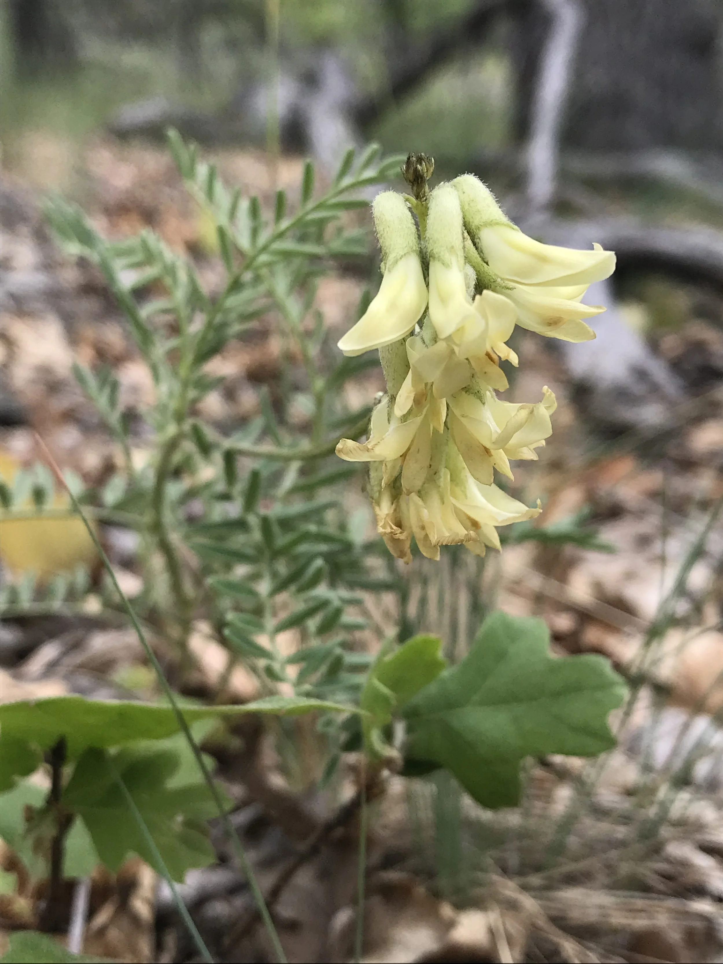 Volunteer Orientation: Rare Plant Monitoring Network (Virtual)