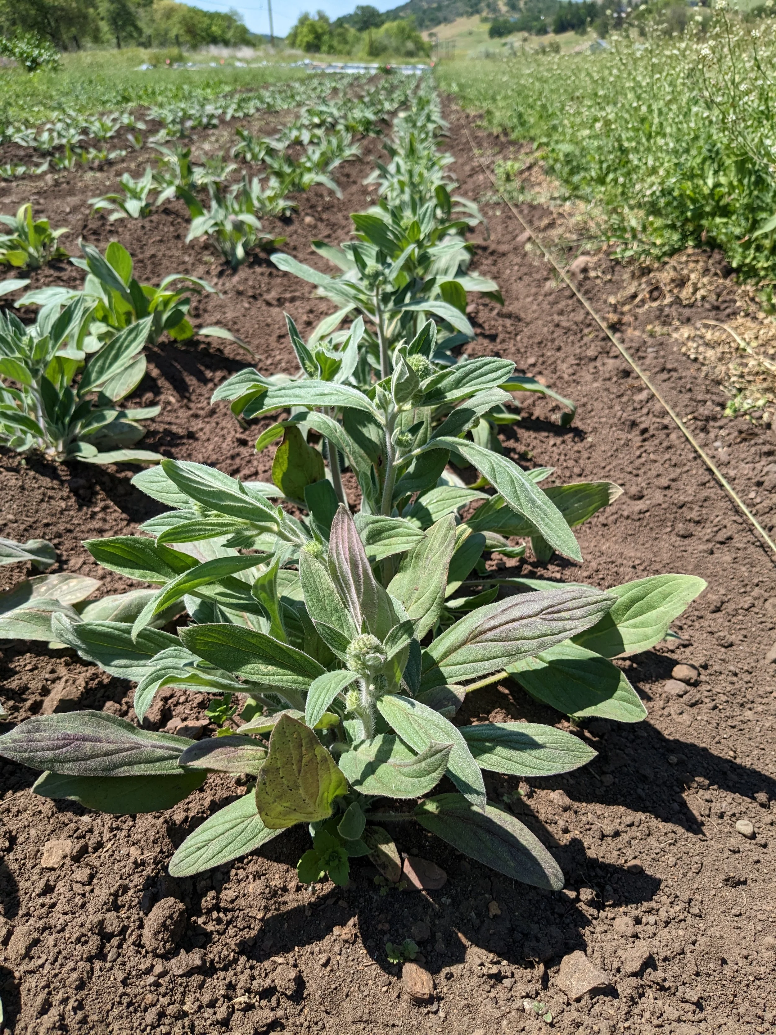 Our first crop! Phacelia hastata