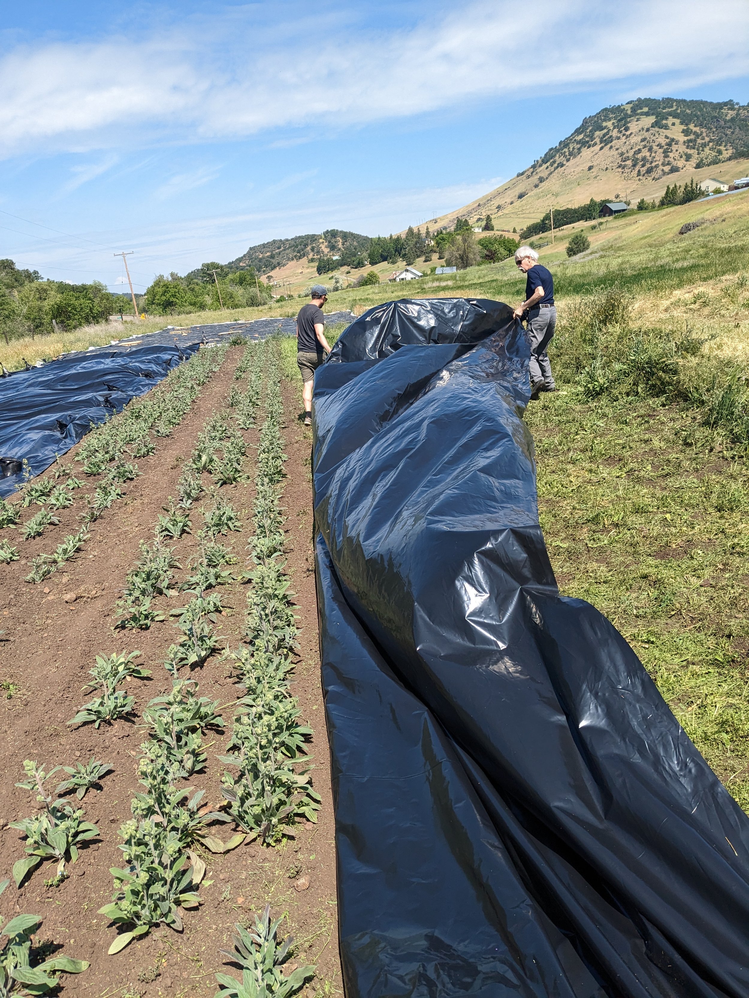 Silage tarping for non-chemical weed control