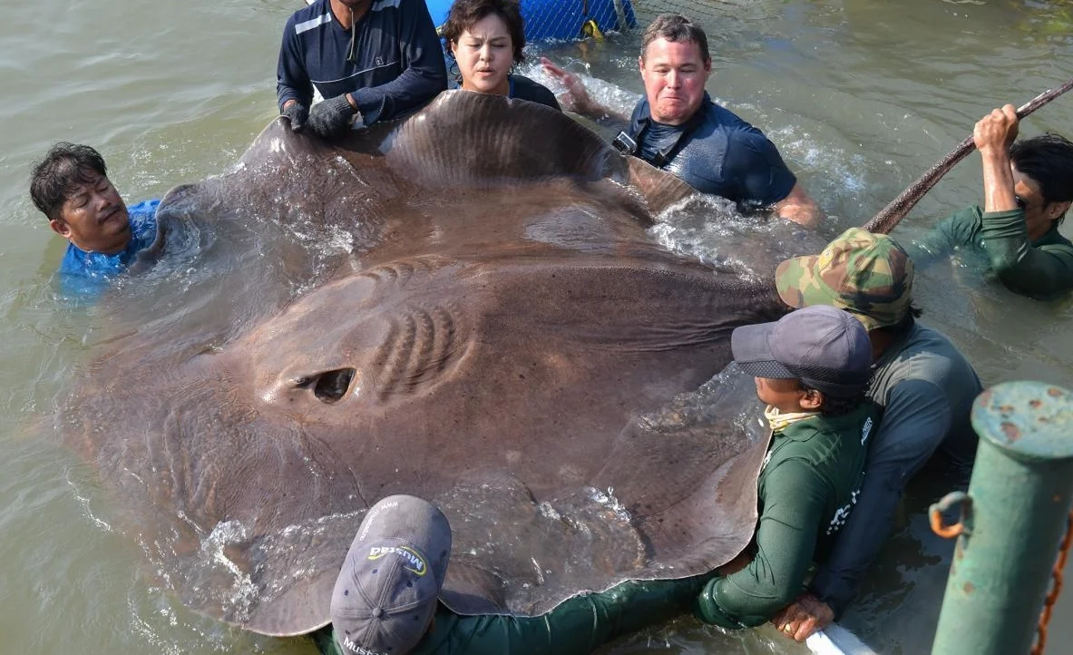 stingray-littonent.jpg