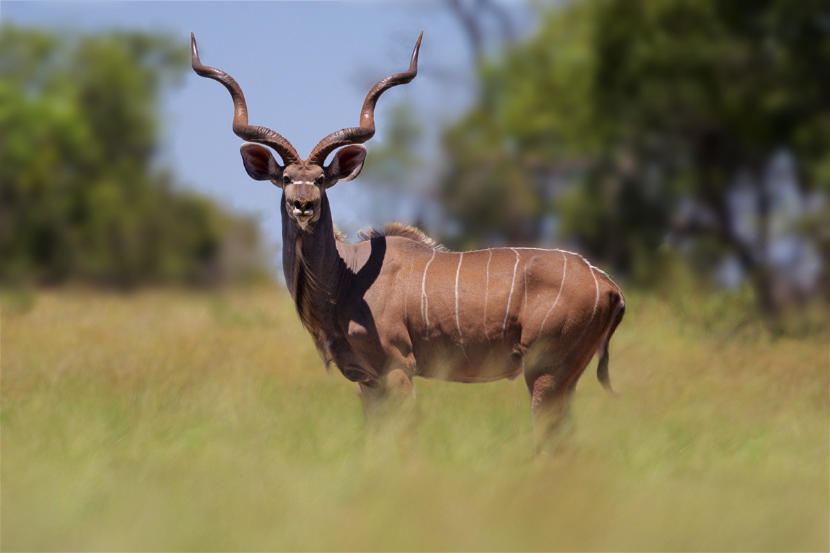 Kudu_g20i0.jpg