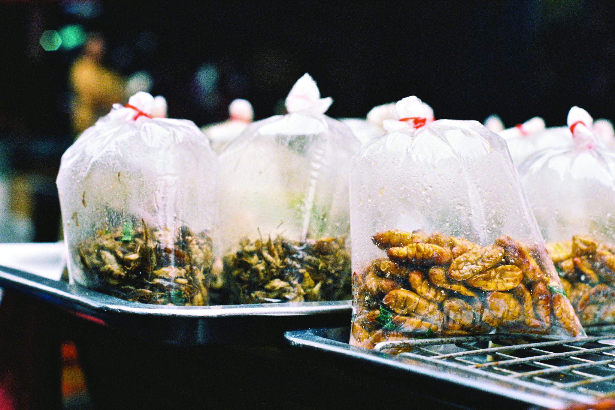 7. bugs, Bangkok.jpeg