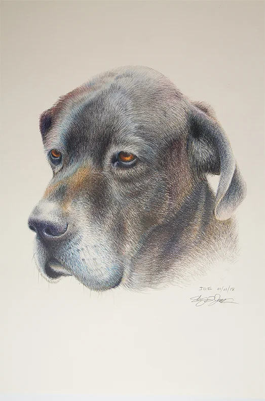 animal_sketches_joe.jpg