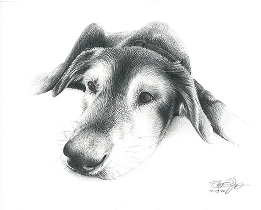 animal_sketches_mcpher2.jpg