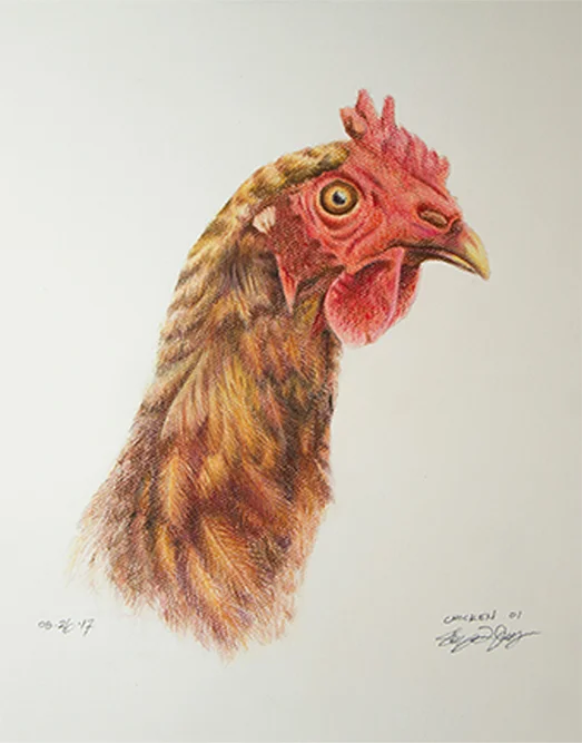animal_sketches_bird.jpg