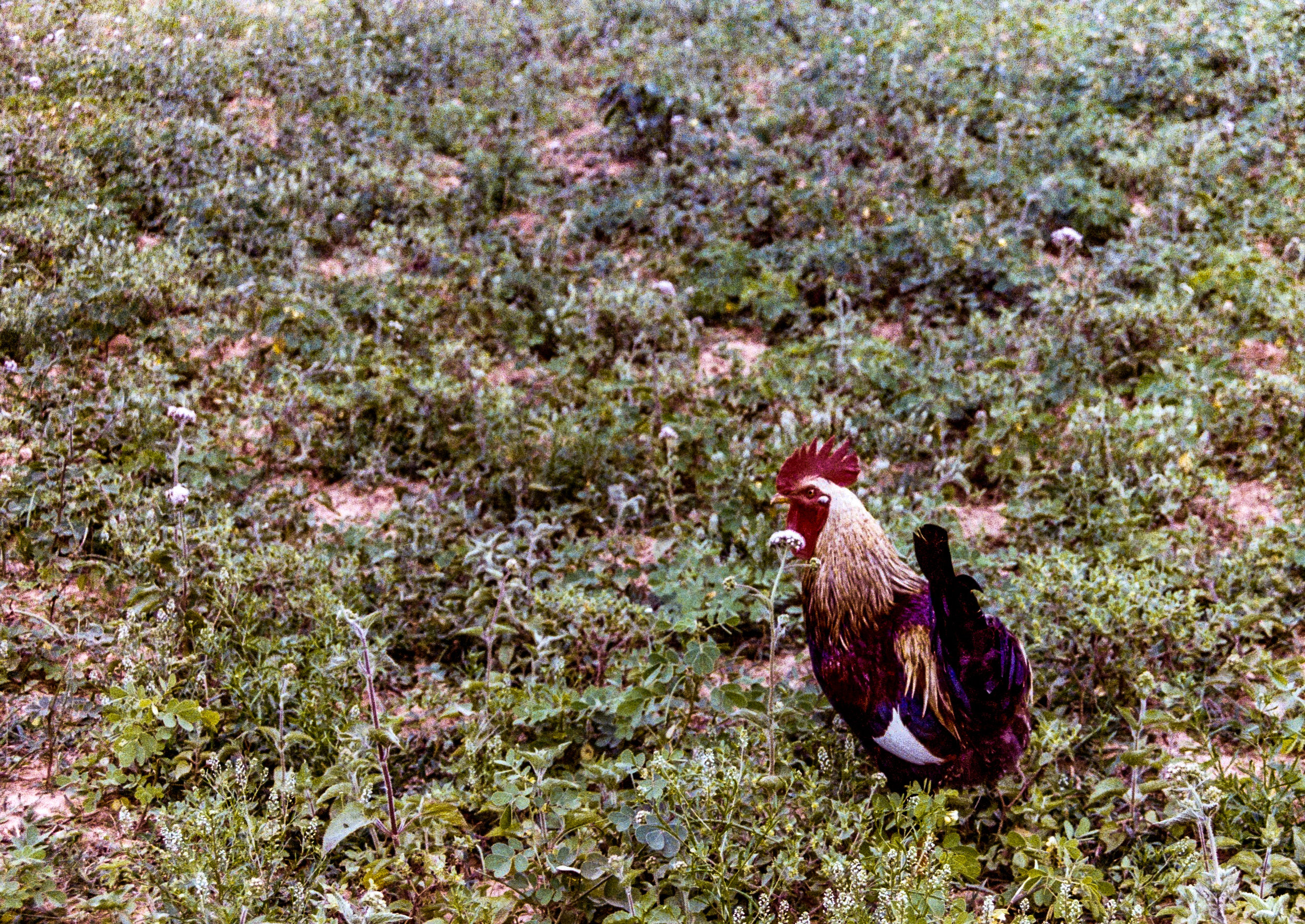 erik_KodakGC400AA038 (1).jpg