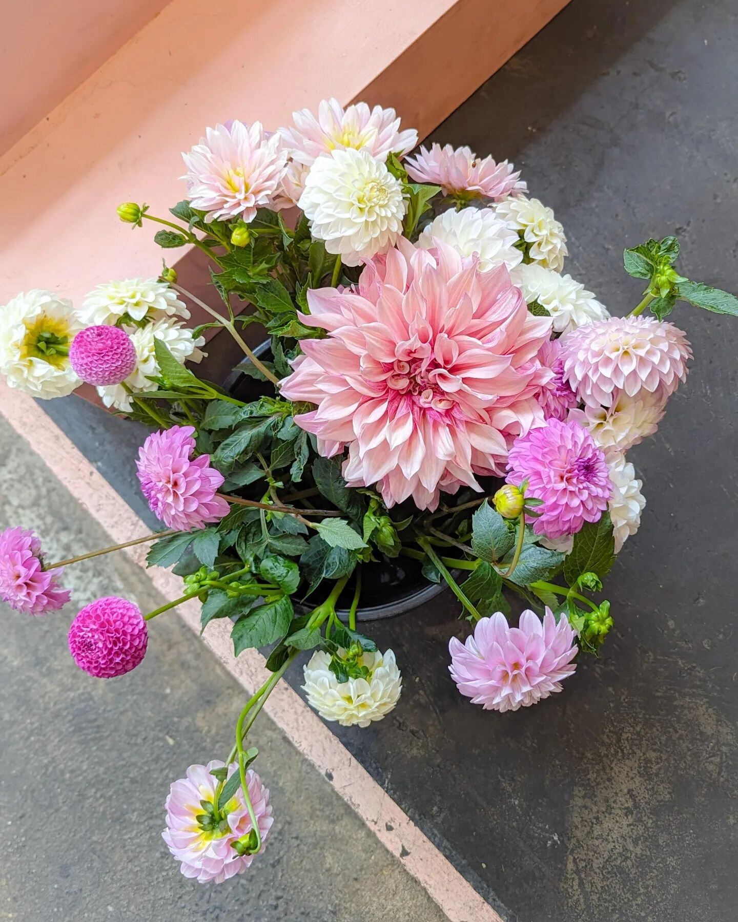 Dahlia dreamin' 🩷☁️

#petalpop #petalpopflowers #flowers #dahlias #pink