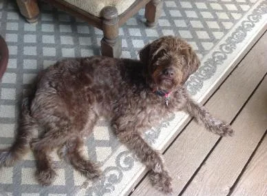 Charley is our guardian pupp.y
