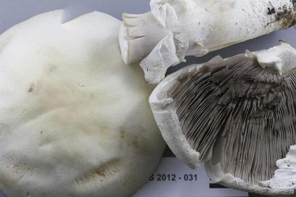 Agaricus arvensis.jpg