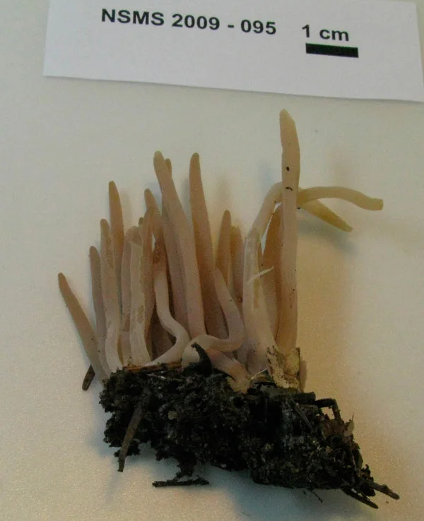 Alloclavaria purpurea.jpg