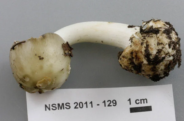 Amanita brunnescens volva.jpg