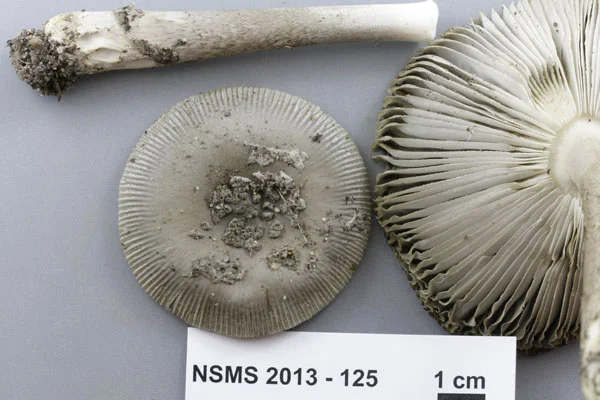 Amanita ceciliae.jpg