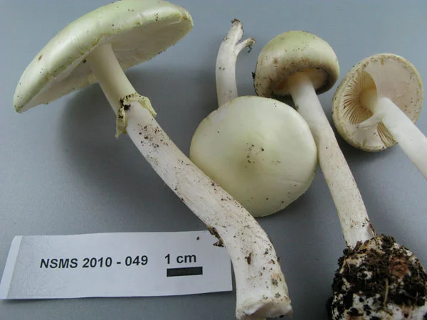 Amanita citrina.jpg
