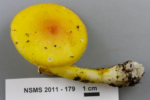 Amanita flavoconia cap.jpg
