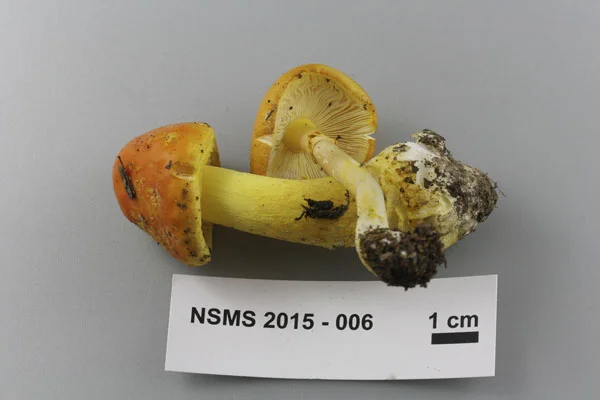 Amanita flavoconia.jpg