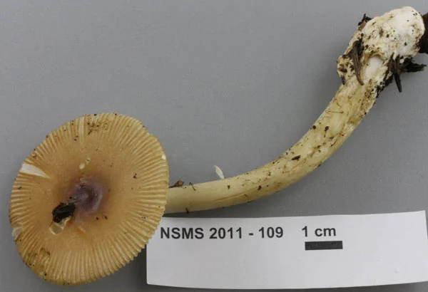 Amanita fulva cap.jpg