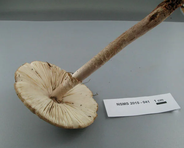 Amanita rubescens gills.jpg