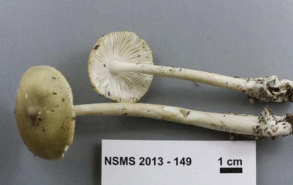 Amanita vaginata.jpg