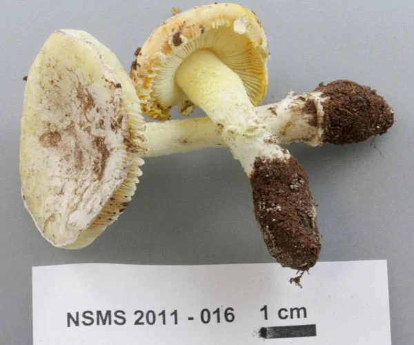 Amanita wellsii.jpg