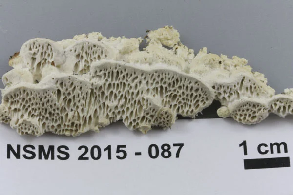 Antrodia heteromorpha mature.jpg