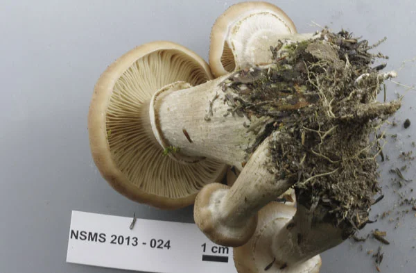 Armillaria ostoyae gills.jpg