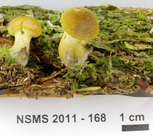 Armillaria sinapina more mature.jpg
