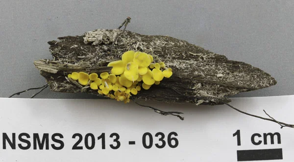 Bisporella citrina.jpg