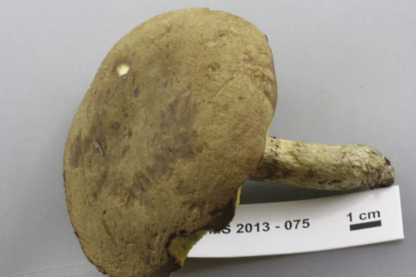 Boletellus intermedius cap.jpg