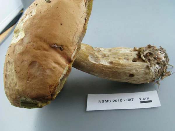 Boletus cf. edulis cap.jpg