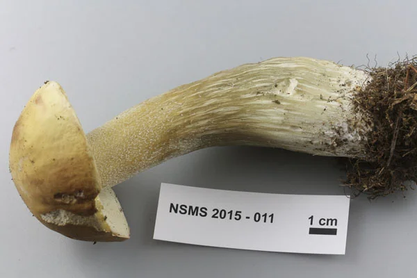 Boletus cf. edulis stipe.jpg