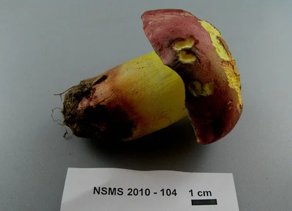 Boletus ferrugineus cap.jpg