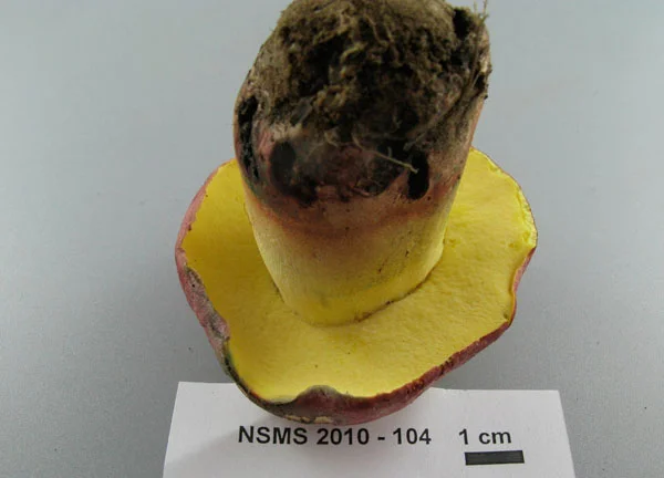 Boletus ferrugineus pores.jpg