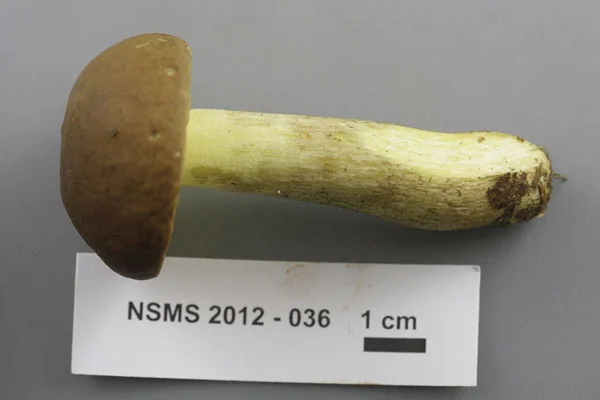 Boletus subglabripes cap.jpg