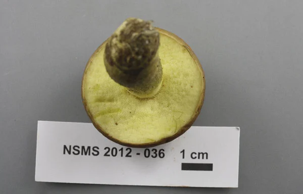 Boletus subglabripes pores.jpg