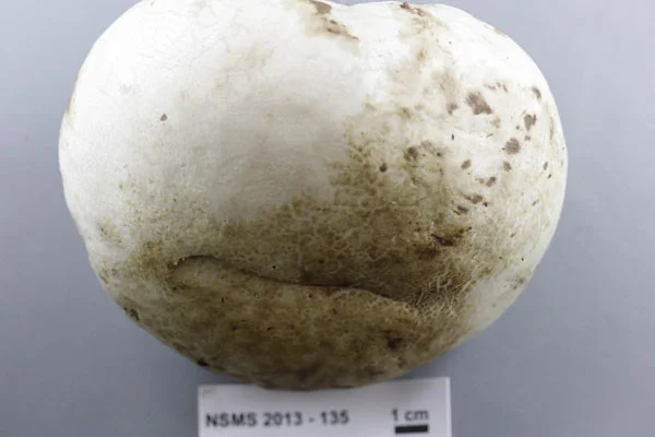 Calvatia craniiformis.jpg