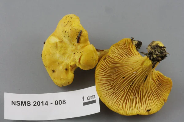 Cantharellus cibarius